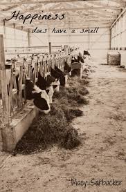 And It Smells Like Silage Leather Halters And Cows Cows Quotes Dairy Cows Cow Quotes