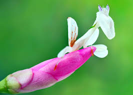 We did not find results for: 35 Orchid Mantis Facts Bloodthirsty Living Flowers Hymenopus Coronatus Everywhere Wild