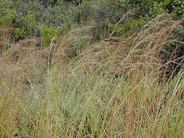 Image result for Hyperthelia dissoluta