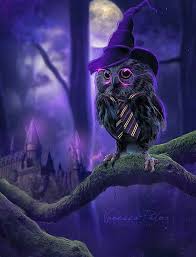 Harry Potter Owl Owl Wallpaper Owl Owl Pictures