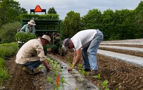 Others are in their own pot. How To Grow Great Peppers Tips For Successful Pepper Transplants Johnny S Selected Seeds
