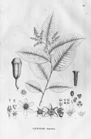 Image result for Cariniana