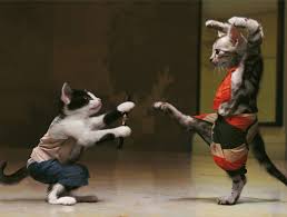 Cat Funny Videos Amazing Cats Kung Fu Fight Cats Fighting Each Other Funny Cat Photos Funny Cat Pictures Funny Cats