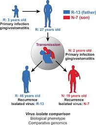It is also one of the most rampant sexually transmitted diseases. Inferred Father To Son Transmission Of Herpes Simplex Virus Results In Near Perfect Preservation Of Viral Genome Identity And In Vivo Phenotypes Scientific Reports