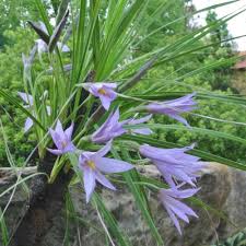 Image result for Xerophyta zambiana