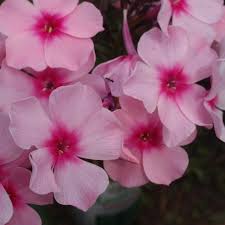 Image result for Phlox paniculata `Sweet Summer`