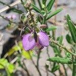 Image result for Polygala sphenoptera