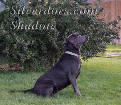 See our site for more information. Rockin R Silver Labs Home Facebook