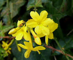 Image result for Jasminum nudiflorum