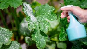 The sun bakes the proteins into the leaf and kills off the unwanted mold or mildew. How To Get Rid Of Mold And Mildew On Your Vegetable Plants