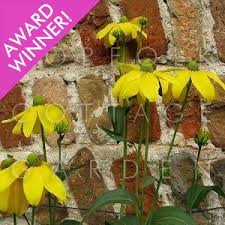 Picks well, try a jugful by itself. Rudbeckia Laciniata Herbstsonne Agm Black Eyed Susan Cutleaf Coneflower Gloriosa Daisy Norfolk Cottage Garden
