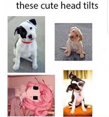 Pin By We Found Two Dead Swans Fill On Una Larga Historia 8 Memes 2 Literature Club Yandere Literature