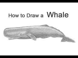 Whale drawing stock photos and images. How To Draw A Sperm Whale Youtube