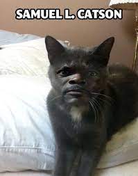 Samuel L Catson Funny Pictures Funny Memes Funny Cat Memes