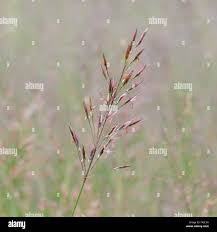 Image result for Chrysopogon