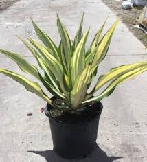 Our full sun perennials are perfect for hot, sunny spots in your garden. Full Sun Plants Florida Nursery Mart