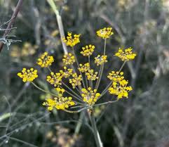 Image result for Foeniculum vulgare