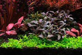 Image result for Elatine triandra