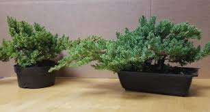 Dwarf Japanese Garden Juniper Maples N More Nursery
