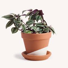 Image result for Tradescantia zebrina