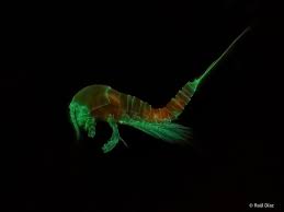 Image result for Platostoma coeruleum