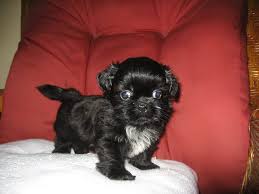 1,055 likes · 44 talking about this. 10 Cutest Black Shih Tzus Page 3 Of 5 Shih Tzu Buzz
