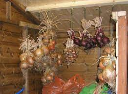 How to dry onions out of the garden. Harvesting Storing Onions Garlic Shallots