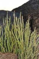 Image result for Kleinia longiflora