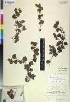 Image result for Ardisiandra sibthorpioides