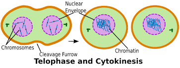 For example, the definition of definition is 'a statement of the exact meaning of a word, especially in a dictionary.' Cell Cycle Anaphase Biology Cell Cells Chromosomes Cycle Cytokenisis En Interphase Metaphase Glogster Edu Interactive Multimedia Posters
