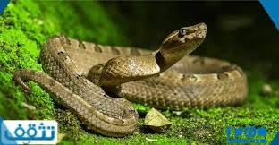 تفسير حلم رؤية الافعى أو الثعبان الكبير في المنام لابن سيرين. Ù‡Ù„ Ø§Ù„Ø«Ø¹Ø¨Ø§Ù† ÙÙŠ Ø§Ù„Ù…Ù†Ø§Ù… Ø³Ø­Ø± Ø±Ù…ÙˆØ² Ø¥Ù† Ø¸Ù‡Ø±Øª ÙÙŠ Ø§Ù„Ù…Ù†Ø§Ù… ØªØ¯Ù„ Ø¹Ù„Ù‰ Ø§Ù„Ø³Ø­Ø± Ù…ÙˆÙ‚Ø¹ ØªØ«Ù‚Ù