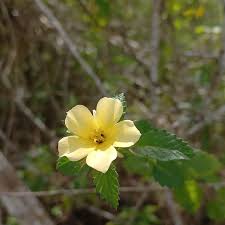 Image result for Turneraceae
