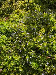 Image result for Lindernia monroi