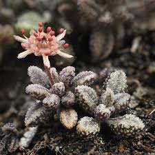 Image result for Dorstenia barnimiana