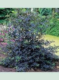 Rein theoretisch kann man den schwarzen holunder auf drei. Sambucus Nigra Black Beauty Schwarzer Holunder Black Beauty