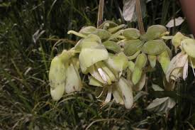 Image result for Mucuna glabrialata
