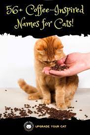 56 Aromatic Coffee Names For Cats Upgrade Your Cat Coffee Names Girl Cat Names Kitten Names Girl