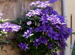 Maybe you would like to learn more about one of these? Clematis Hybrid The President