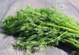 Image result for Dill
