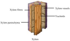 Biology Xylem And Phloem Askiitians