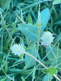 Image result for Gomphrena celosioides