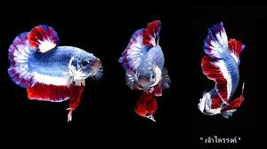 This Betta Sold For An Incredible 1500usd Photo Via Kachen Worachai S Facebook Page Betta Fish Betta Fish