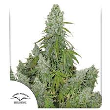 We did not find results for: Buy Auto Ultimate Autoflower Cannabis Seeds Dutch Passion Uk