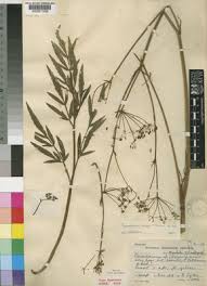 Image result for Afrosciadium rhodesicum