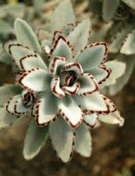 The three main types of holiday cacti. Is The Rabbit Ear Poisonous Can It Be Domesticated The Plant Aide