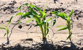 Corn is the leading grain crop in the u.s. Growing Corn The Highlight Of Summer Epic Gardening