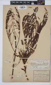 Image result for Elephantorrhiza elephantina