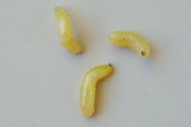 Neature Mouche Des Fruits