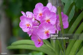 Image result for Orchidaceae