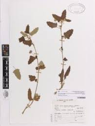 Image result for Pavonia senegalensis